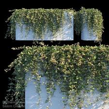 3d Models Outdoor Sikkim Creeper In 2020 Creepers Sikkim 3d Model