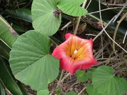 Image result for Stictocardia beraviensis