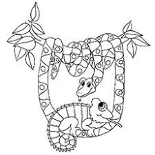 A chameleon is an animal that changes its color to camouflage itself with its. Chameleon Coloring Pages Free Printables Momjunction