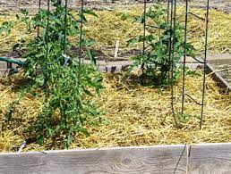 Maybe you would like to learn more about one of these? Using Straw For Mulch And Growing The Old Farmer S Almanac