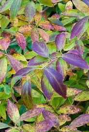 Forsythia X Intermedia Spectabilis In Autumn Color Would Be Very Interesting Color Palette For Flower Stock Photography Planting Flowers Flowers Perennials