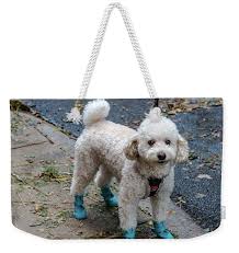 Decked out Poster by Peter Grad