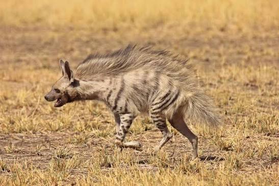 Striped Hyena: Unveiling India's Nocturnal Wanderer