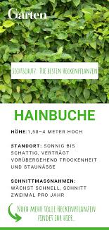 Sichtschutz Die 12 Besten Heckenpflanzen Heckenpflanzen Pflanzen Hainbuche