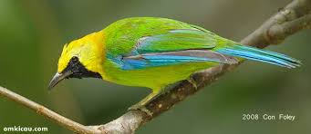 Check spelling or type a new query. Tips Merawat Burung Cucak Rante Agar Rajin Berbunyi Om Kicau