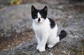 Great ideas on how to get a feral cats. What You Actually Need To Know About Feral Cats Live Long And Pawspurr