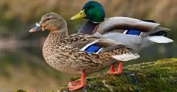 Image result for what to feed mallard ducks