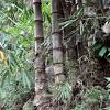 Cara membuat tampah kecil dari bambu. Https Encrypted Tbn0 Gstatic Com Images Q Tbn And9gct6cgzel8fp9hdmhrezs4wjwcfnvilcklhl6lucmqu Usqp Cau