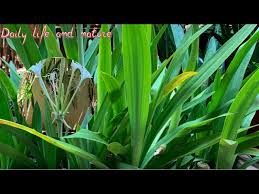 Image result for Crinum asiaticum