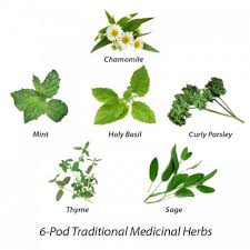 Traditional Medicinal Herbs Seed Kit