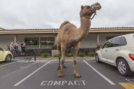 Camel's milk and urine especially on supporting blood materials and constituents, so study was designed and implemented to investigate the effect of camel milk mixed with camel urine and camel urine alone on. Remembering Hump Free The Camel