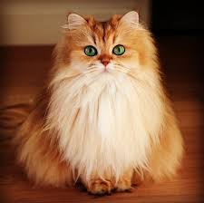 give the cat the appropriate name for its shape in 2021 fluffy cat cats kitten pictures