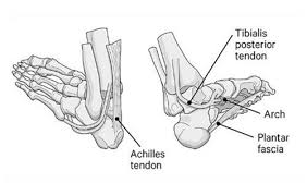 Image result for Foot Pain