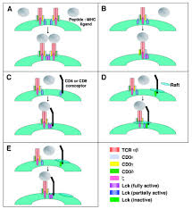 We did not find results for: The T Cell Receptor For Antigen Signaling And Ligand Discrimination Journal Of Biological Chemistry