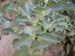 Image result for Withania