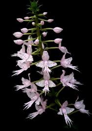 Image result for Stenoglottis