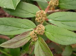 Image result for Eclipta prostrata