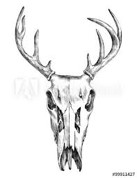 Black And White Deer Skull Hand Drawn Black And White Deer Scull Desenhos Preto E Branco Esbocos Da Arte Preto E Branco