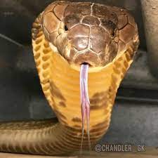 Part of the north borneo dispute and cross border attacks in sabah: This Is Kevin He S A Malaysian King Cobra Venomousreptiles