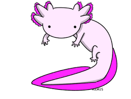 You'll feel like an artist in no time. Chibi Axolotl By Weirdtalon On Deviantart