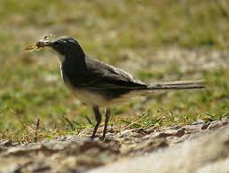 Bird Photos Birding Sites Bird Information Cape Wagtail Eating An Insect Rooi Els Western C Bird Photography Wagtail Bird Photo
