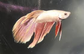 Your purchase will arrive with a gift box. Newest Addition Rose Gold Betta Album On Imgur