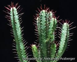 Image result for Euphorbia espinosa