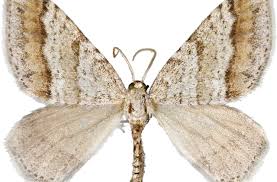 Image result for Mesotype parallelolineata