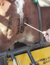 It makes your how to create a brand identity. Tal Tec Makes Branding Easier For Cattle And Farmer Proagri