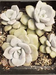 Image result for Margaretta rosea