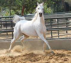 الخيول العربية أصالة وجمال ورشاقة صور بوابة الأهرام horses arabian horse arabians