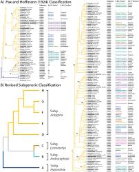 Image result for Acalypha welwitschiana