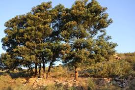 Image result for Acacia mearnsii