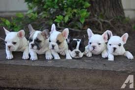 The airline shipping within the usa is. How Much Does A French Bulldog Cost To Buy And Own The Pets Kb