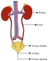 These worksheets are perfect for learning about the different organs and their functions. Draw A Diagram Of The Human Excretory System And Label The Various Parts Science Transportation In Animals And Plants 6290638 Meritnation Com