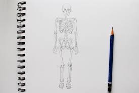 Galen's anatomy and medical model remained largely intact until the publication by andrea vesalius in 1543 of his detailed drawings of human anatomy, which became. The Artistic Study Of Anatomy And Dragons Ms Pollock S Weebly