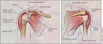 Management Of Shoulder Impingement Syndrome And Rotator Cuff Tears American Family Physician