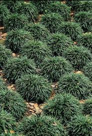 Dwarf Mondo Grass Dwarf Mondo Grass Mondo Grass Edging Plants