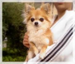Facts About Long Hair Chihuahua Chihuahua Puppies Long Haired Chihuahua Puppies Chihuahua