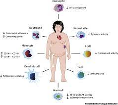 The Immune System In Cushing S Syndrome Trends In Endocrinology Metabolism