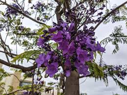 Purple flowering trees southern california. Purple Trees In California Dancing In The Purple Rain Familee Travel