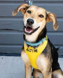 Meet Sarabi: A Lovable Hound Mix Waiting for Her Forever Home