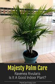 Pin On Pct Houseplant Care