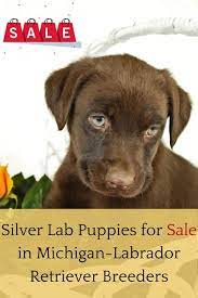 Will be up to date on vaccines and dewormer at time of pickup. Pin On Silver Lab