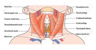 And that tension may cause a headache. Structure And Function Of The Cervical Spine Physiopedia