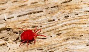 Chiggers In Dogs Petcoach