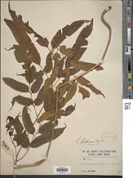 Image result for Coniogramme africana