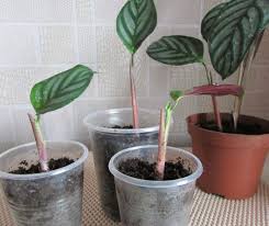 Image result for Ktenante Ctenanthe