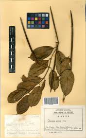 Image result for Oncinotis