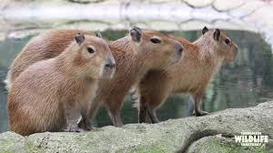 Most people think of house mice and ordinary norway rats when they think of rodents. Capybara Facts